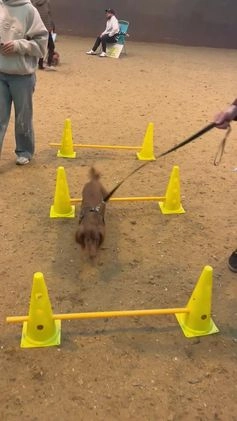 Dachshund dogs for stud: PROVEN KC Reg Longhaired dapple dachshund for STUD in Middlesbrough - Video 1