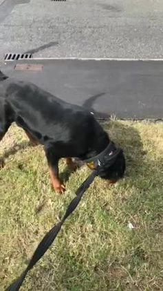 Rottweiler dogs for stud: Working Line German Rottweiler FaloconestFor Stud in Oldham - Video 3