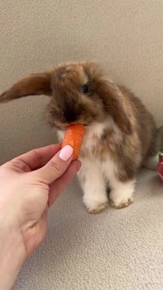 Mini Lop rabbits for sale: Stunning mini lop  in Doncaster - Image 1