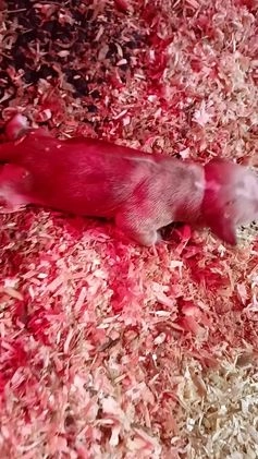 Cocker Spaniel dogs for stud: KC REGISTERED WORKING COCKER SPANIEL FOR STUD in Rhayader - Video 4