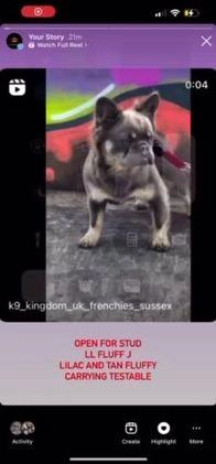 French Bulldog dogs for stud: FLUFFY LILAC TAN FRENCH BULLDOG CARYING TESTABLE in Haywards Heath - Video 2
