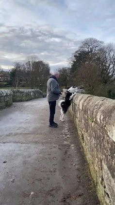 Siberian Husky dogs for stud: Stunning Blue eye Sibrian Husky for Stud in Liverpool - Video 1