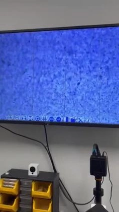 Miniature Poodle dogs for stud: 🇷🇺 Russian import kc reg poodle 🇷🇺  in Newcastle - Video 1