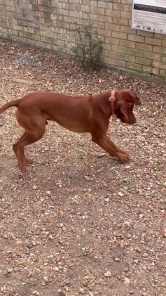 Hungarian Vizsla dogs for stud: KC registered, World Champion blood line stud.  in Horsham - Video 1