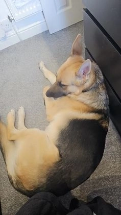 German Shepherd dogs for stud: 1 Year Old Beautiful German Shepherd For Stud in Bolton - Video 1