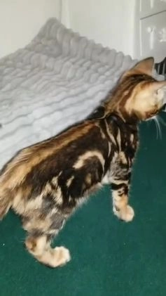 Bengal cats for sale: Top quality pure Marble Bengal kitten available  in Watford - Video 1