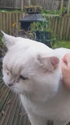 British Shorthair cats for stud: WCF & GCCF Registered cy12 BSH in Norwich - Video 1