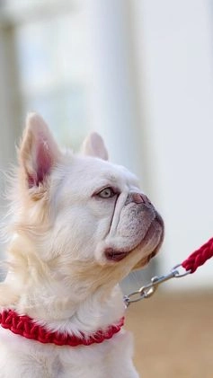 French Bulldog dogs for stud: Visual Fluffy New Shade Producer in Witham - Video 1