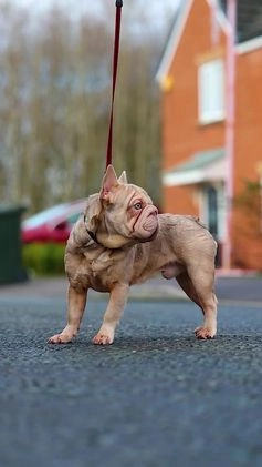 French Bulldog dogs for stud:  Isabella ** Boy carrying fluffy  in Manchester - Video 2