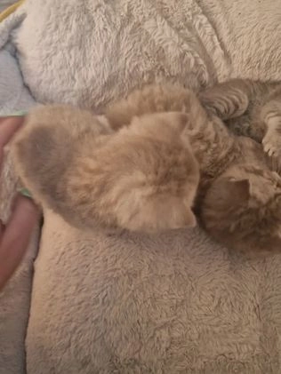 Scottish Fold cats for sale: Stunning TICA Registered Babies in Bolton - Video 3