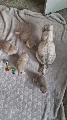 Scottish Fold cats for sale: Stunning TICA Registered Babies in Bolton - Video 1