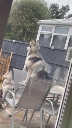 Siberian Husky dogs for stud: PROVEN KC Registered Siberian Husky Stud ONLY in Solihull - Video 4