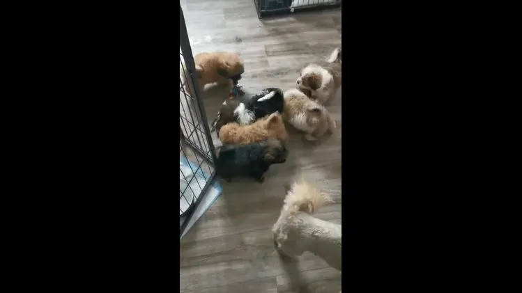 Shih Tzu dogs for stud: Gorgeous KC registered, Shih Tzu stud dog in Cullompton - Video 1