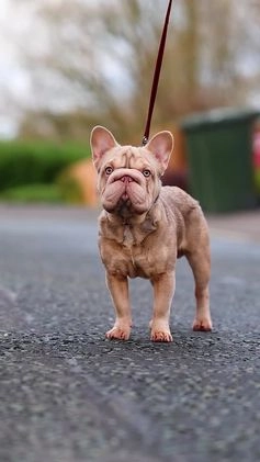 French Bulldog dogs for stud:  Isabella ** Boy carrying fluffy  in Manchester - Video 1