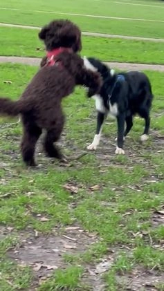 Border Collie dogs for stud: Beautiful Pedigree Stud Border Collie for breeding in Isleworth - Video 1