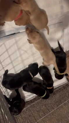 Labrador Retriever dogs for stud: KC registered Labrador in Bishop Auckland - Video 1