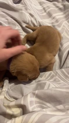 Labrador Retriever dogs for stud: KC registered Labrador in Bishop Auckland - Video 4