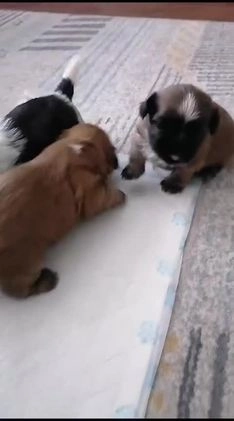 Shih Tzu dogs for stud: Kc Registered Shih Tzu for stud in Bournemouth - Video 2