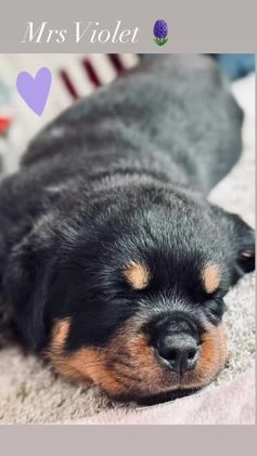 Rottweiler dogs for sale: Beautiful chunky Rottweiler puppy’s. 2 GIRLS LEFT in Harlow - Image 5