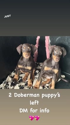 Dobermann dogs for sale: 2 left from 9 all female Doberman puppy’s in Liverpool - Image 1