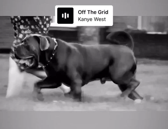 Boerboel dogs for stud: Imperial Health Tested & Champion Stud - Video 5