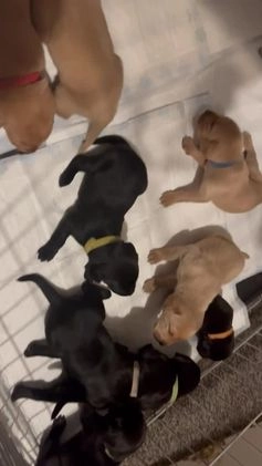 Labrador Retriever dogs for stud: KC registered Labrador in Bishop Auckland - Video 3