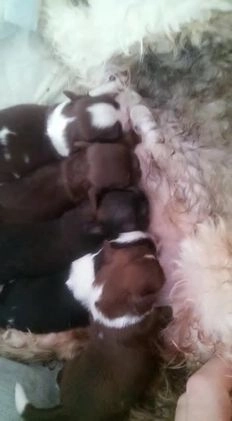 Shih Tzu dogs for stud: Kc Registered Shih Tzu for stud in Bournemouth - Video 1