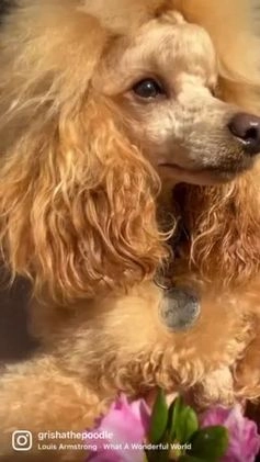 Toy Poodle dogs for stud: 🇷🇺russian kc miniature poodle 🇷🇺  in Newcastle - Video 1