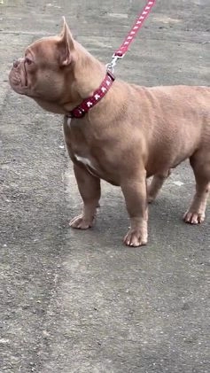 French Bulldog dogs for stud: Proven Kc registered fawn isabella ready for stud in Bradford - Video 3