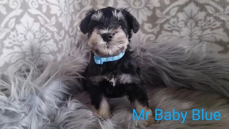 Miniature Schnauzer dogs for sale: KC Reg Champion Bloodline Miniature Schnauzers  in Holt - Image 2