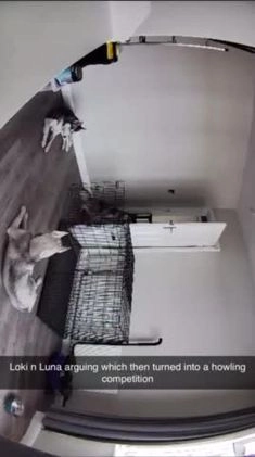 Siberian Husky dogs for stud: PROVEN KC Registered Siberian Husky Stud ONLY in Solihull - Video 2