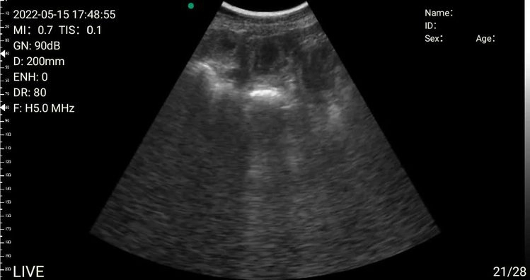 Staffordshire Bull Terrier dogs for stud: Stud for breeding in Ilkeston - Video 1