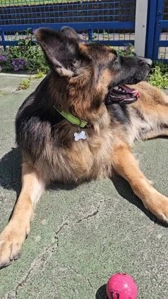 German Longhaired Pointer dogs for stud: Long haired German Shepherd,  GSD for stud in Chatham - Video 1