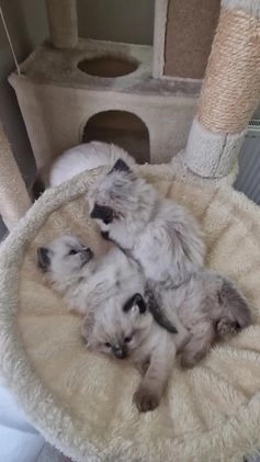 Ragdoll cats for sale: Rag doll kittens  in Accrington - Image 1