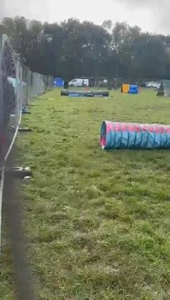 German Shepherd dogs for stud: Solid GSD for stud  in Wokingham - Video 1