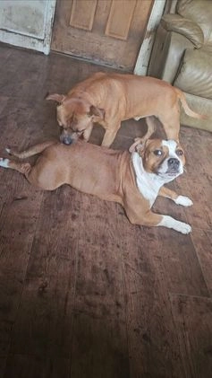 Staffordshire Bull Terrier dogs for stud: 🇬🇧 THE RED DREAMTEAM. 🇬🇧  in Rochdale - Video 2
