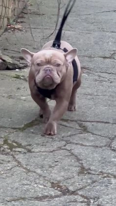 French Bulldog dogs for stud: Proven Kc registered fawn isabella ready for stud in Bradford - Video 1