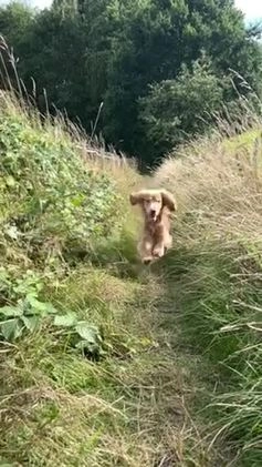 Cocker Spaniel dogs for stud: PROVEN STUD 100% show cocker, KC REG, Clear health - Video 2