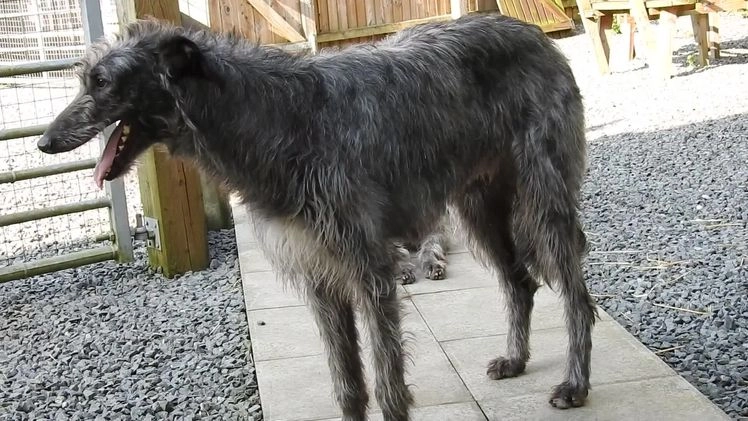 Deerhound dogs for stud: Scottish Deerhound Stud in Wisbech - Video 1