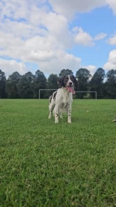 English Springer Spaniel dogs for stud: English Springer Spaniel Stud in Derby - Video 1