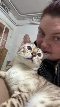 Bengal cats for stud: TICA Seal Lynx Snow Blue Eyed Bengal Stud in Thetford - Video 3