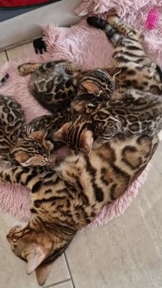 Bengal cats for sale: Amazing Bengal kittens 🥰 last boy left ❤️ in Corby - Video 1