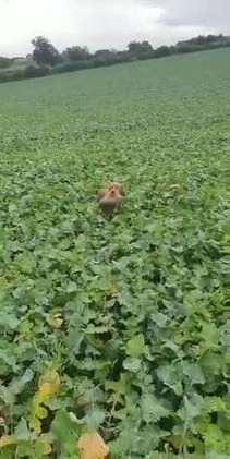 Cocker Spaniel dogs for stud: *KC HEALTH TESTED WORKING COCKER SPANIEL FOR STUD* in Darlington - Video 1