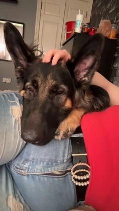 German Shepherd dogs for stud: Proven KC Registered German Shepherd  in Glasgow - Video 1
