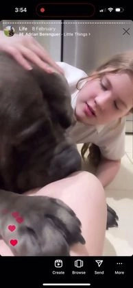 Boerboel dogs for stud: Imperial Health Tested & Champion Stud - Video 2