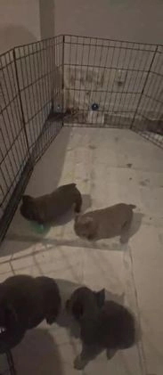 French Bulldog dogs for sale: Full pedigree fluffy frenchies in Motherwell - Image 1