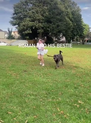 Boerboel dogs for stud: Imperial Health Tested & Champion Stud - Video 5