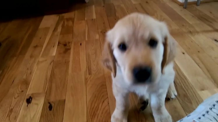 Golden Retriever dogs for stud: KCReg Well Proven Golden Stud, Health & DNA Tested in Wilmslow - Video 1