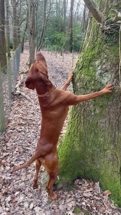 Hungarian Vizsla dogs for stud: KC registered, World Champion blood line stud.  in Horsham - Video 2
