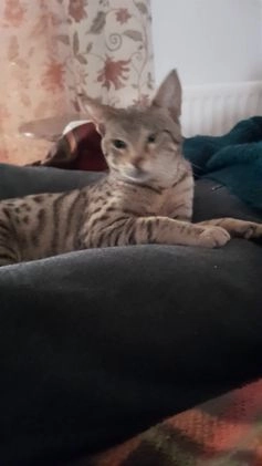 Savannah cats for sale: Pedigree Early generation TICA Reg Savannah Lady in Darlington - Video 1